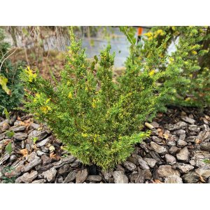 Borievka čínska (Juniperus chinensis) ´PLUMOSA AUREOVARIEGATA´ - výška 30-50 cm, kont. C5L